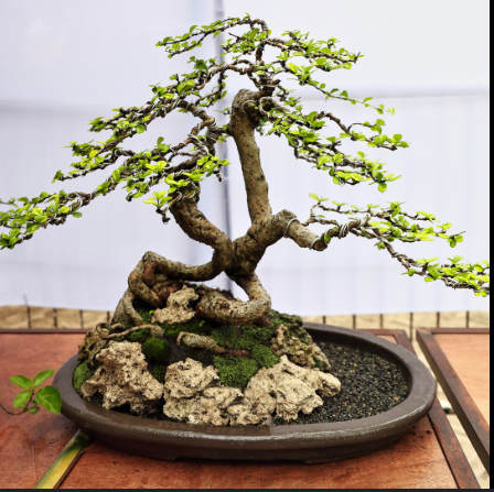 Fukien Tea Bonsai (Carmona retusa)